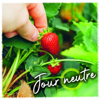 Fraise jour neutre